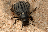 Pimelia muricata Pimelia muricata